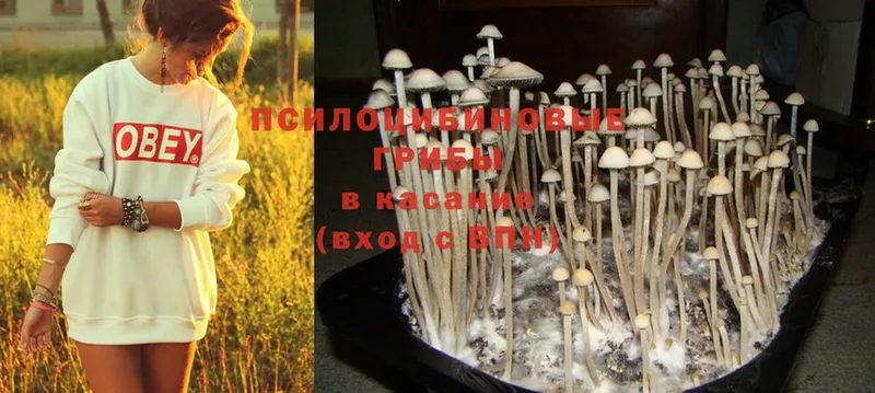 Псилоцибиновые грибы Magic Shrooms  Краснослободск 